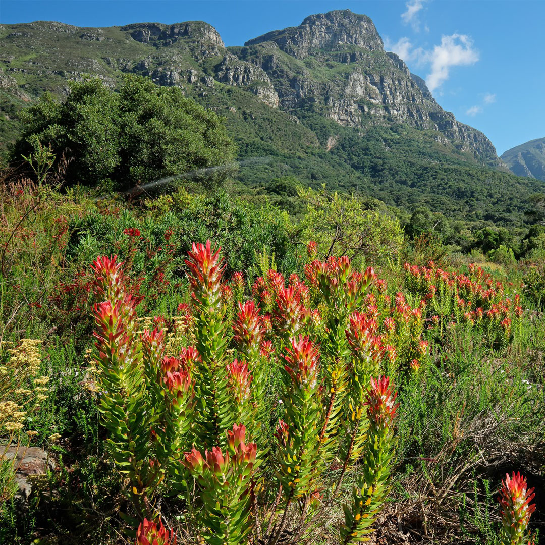 Improve Skin Health | SK Botanicals