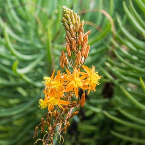 Bulbine Frutescens