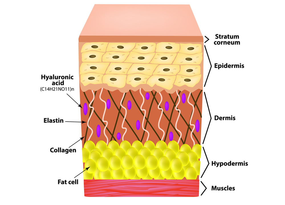 Understanding Your Skin